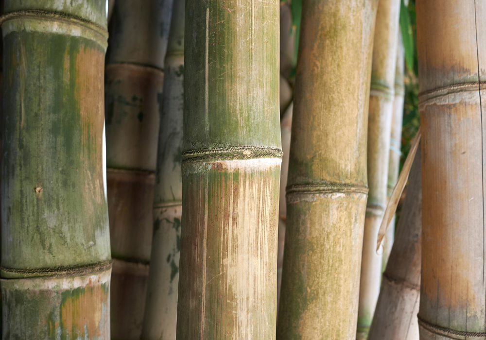 Bambus Male Bamboo